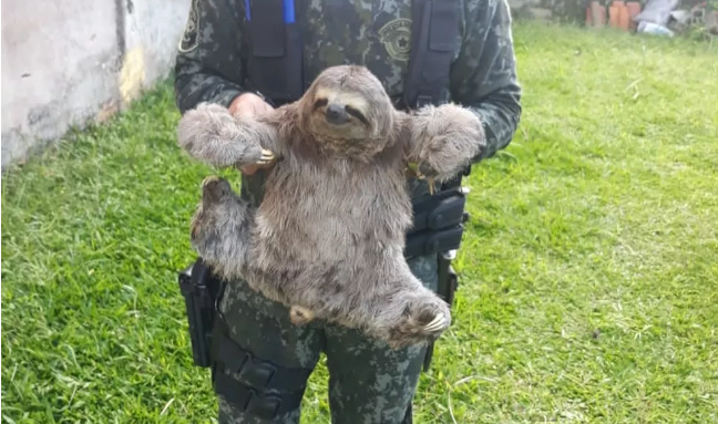 Bicho-preguiça é encontrado em quintal de casa em Caraguatatuba