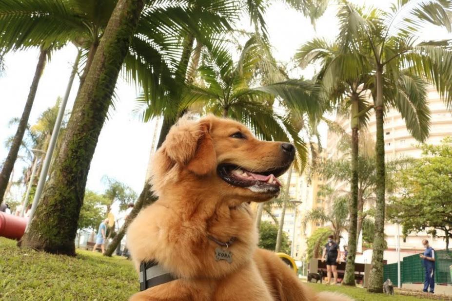 Santos é eleita uma das melhores cidades do Brasil para se viajar com pets