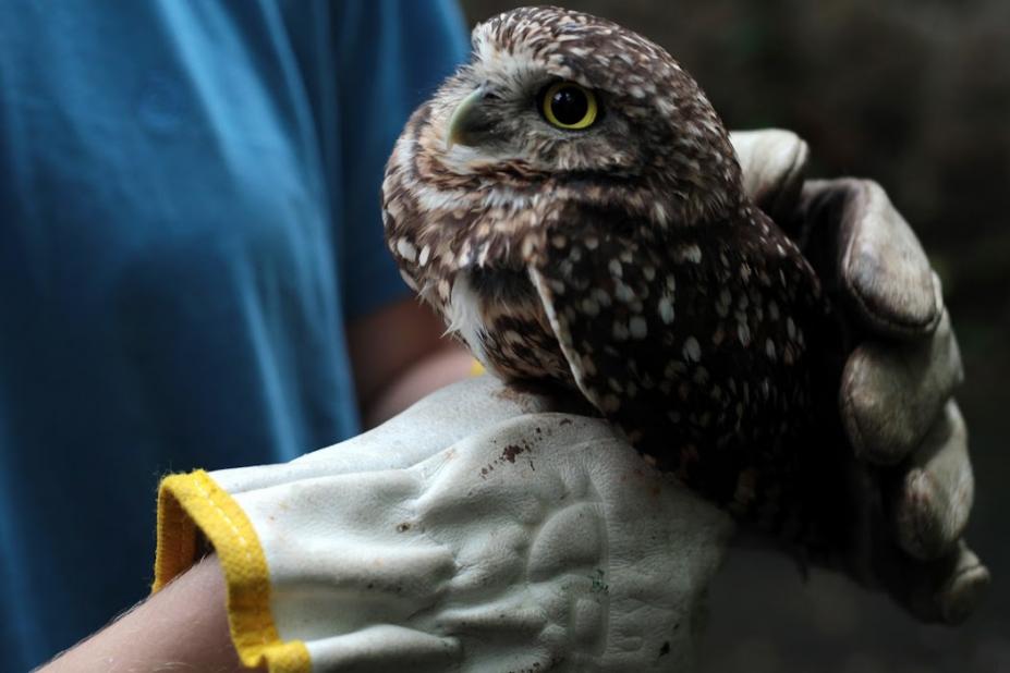 Três aves são resgatadas e recebem tratamento especial no Orquidário de Santos