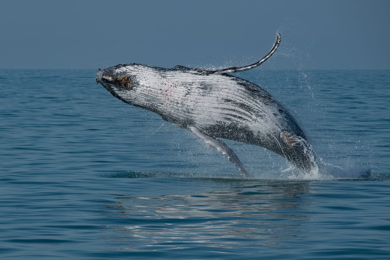 Dia 1° de junho começa a “Temporada de Baleias e Golfinhos de Ilhabela”
