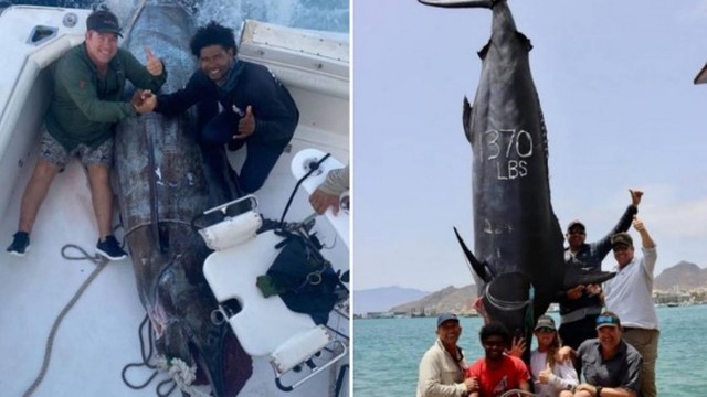 Pescadores fisgam marlim-azul gigantesco de 621 quilos