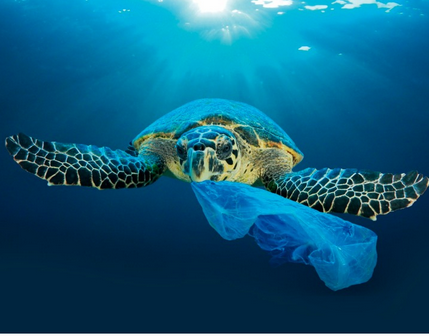 Fundação Florestal estende prazo de cadastro para participar do PSA Mar sem lixo