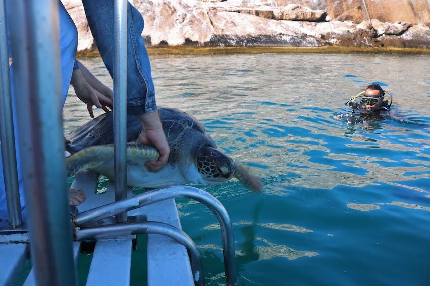 Aquário de Santos recupera e devolve três tartarugas à vida no mar