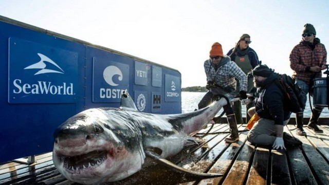 Tubarão-branco de 4m e 20 anos é monitorado após nadar 21 mil km