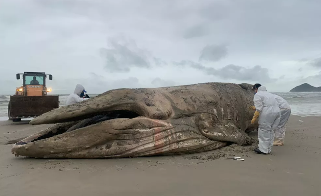 Baleia jubarte de 11 metros é encontrada morta na praia de Riviera de São Lourenço