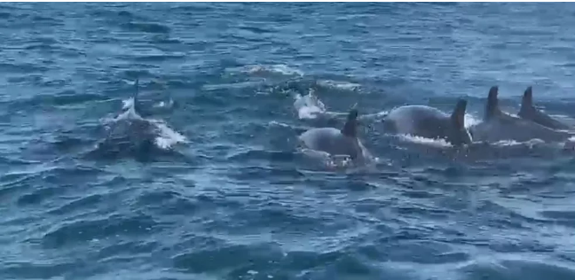 ‘Falsas orcas’ são flagradas durante passeio pela Laje de Santos, no litoral de SP; Vídeo