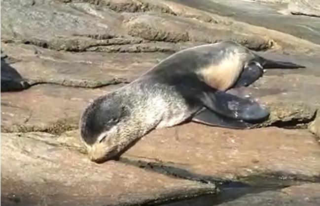 Casal encontra lobo-marinho machucado sobre as pedras na Praia de Itaguaré, em Bertioga