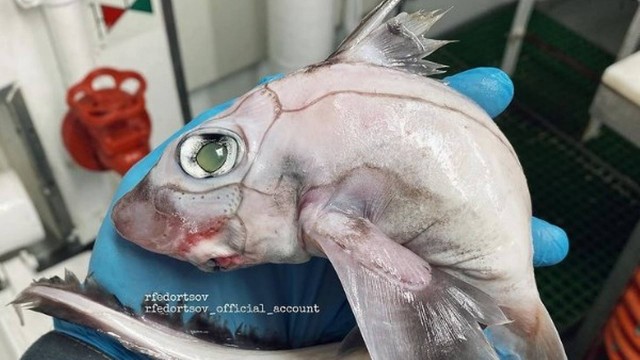 Pescador russo de águas profundas encontra ‘peixe-Frankenstein’, que é quase translúcido