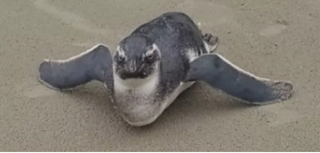 Pinguim ‘bravo’ aparece no litoral de SP e gera curiosidade
