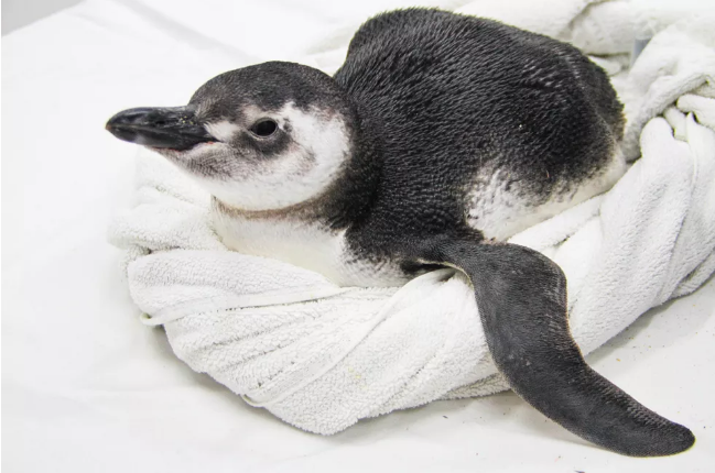 Pinguim com hipotermia é resgatado após boiar até praia de Bertioga
