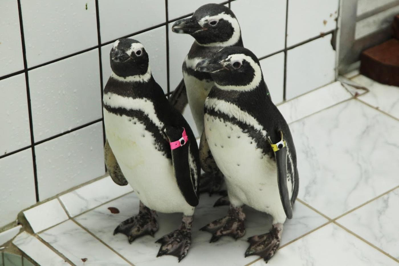 Três pinguins e um atobá são os novos moradores do Aquário de Santos