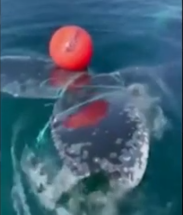 Baleia presa em cordas de boia é libertada no Ártico norueguês; veja vídeo