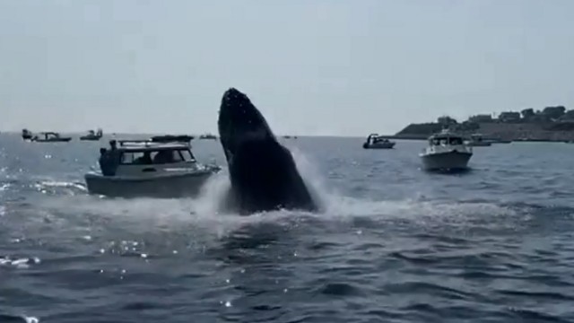 Baleia-jubarte salta e caí em cima de lancha, nos Estados Unidos; vídeo