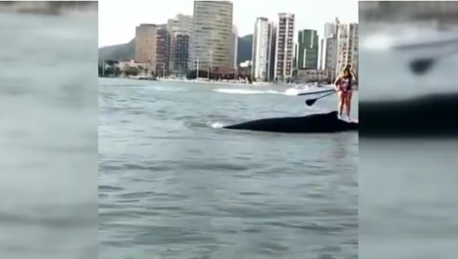 Baleia ‘se exibe’ perto da costa e quase derruba praticantes em canoa havaiana no litoral de SP; vídeo