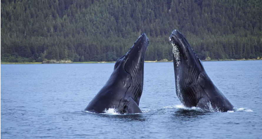 Baleias jubartes aprendem músicas “incrivelmente” complexas umas com as outras