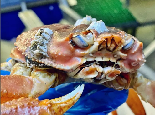 Pescador russo faz foto de caranguejo com dentes que parecem de humanos