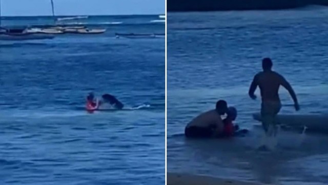 Foca amamentando ataca banhista em praia no Havaí; vídeo