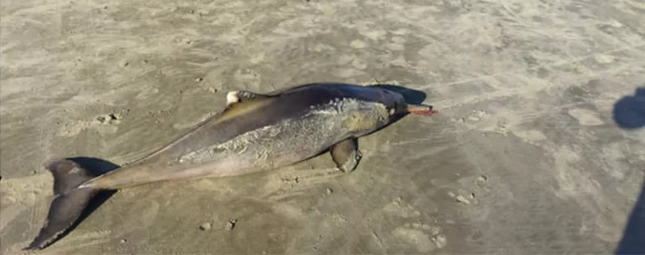 Golfinhos são encontrados mortos em Praia Grande