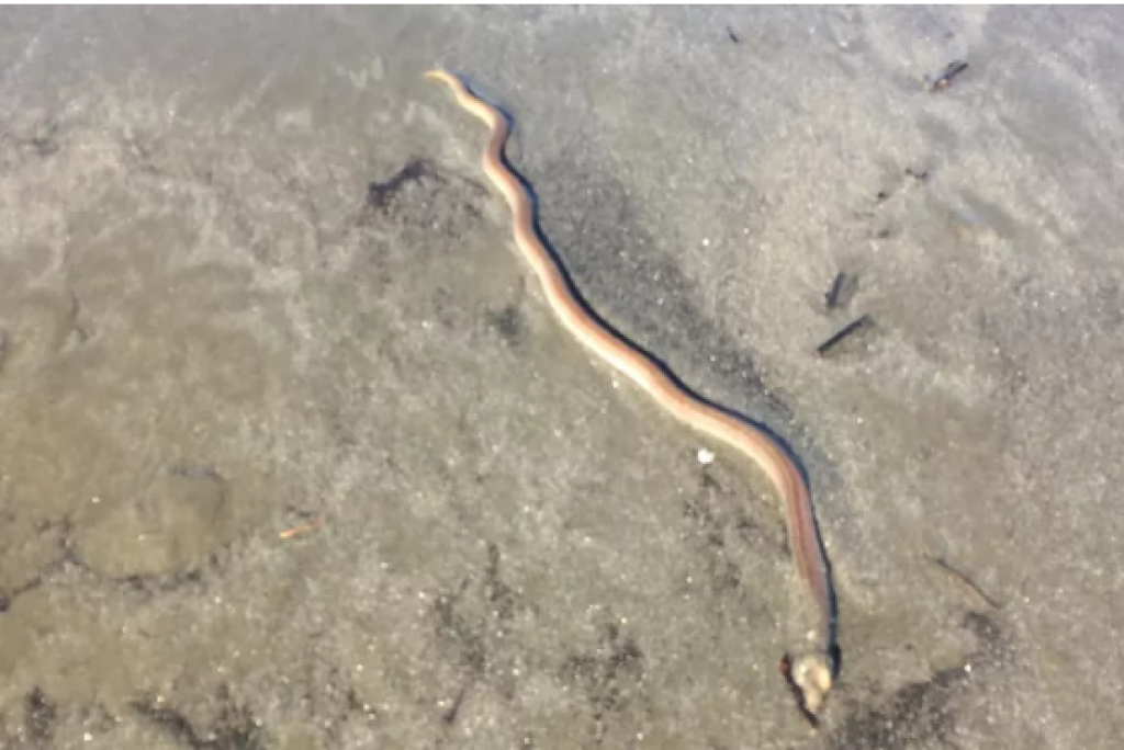 Peixes semelhantes a cobras invadem faixa de areia de praia em SP e causam susto em banhistas