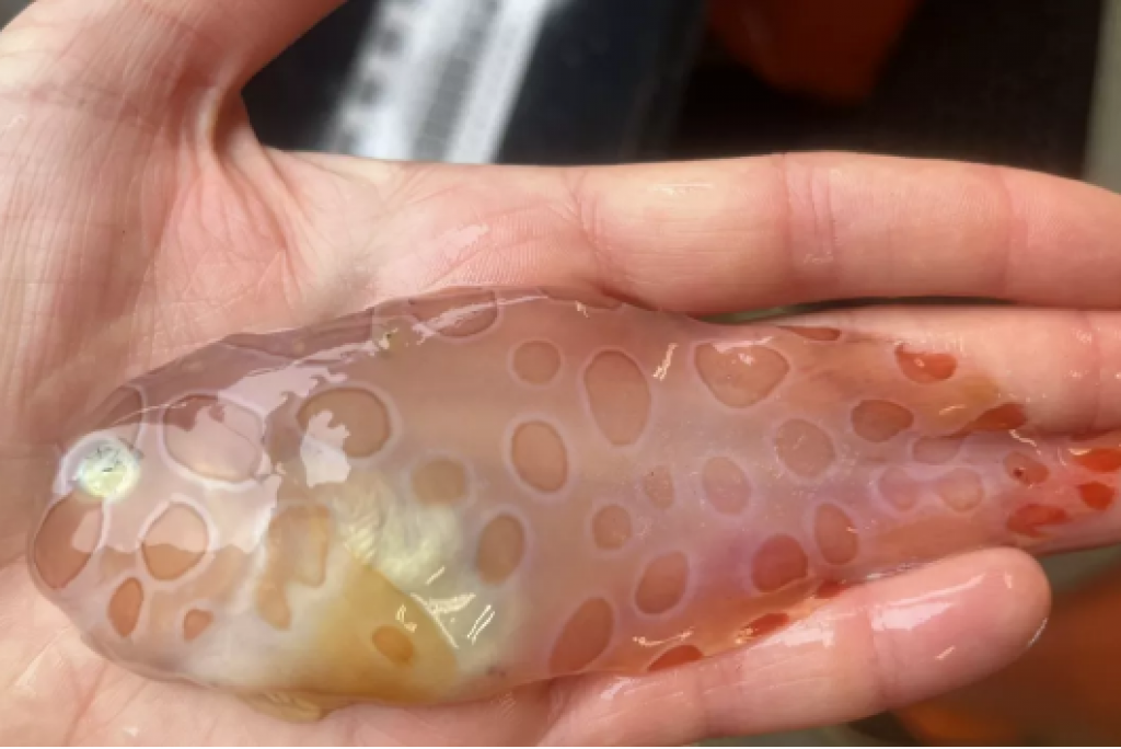 Cientistas encontram peixe transparente raríssimo em expedição no Alasca