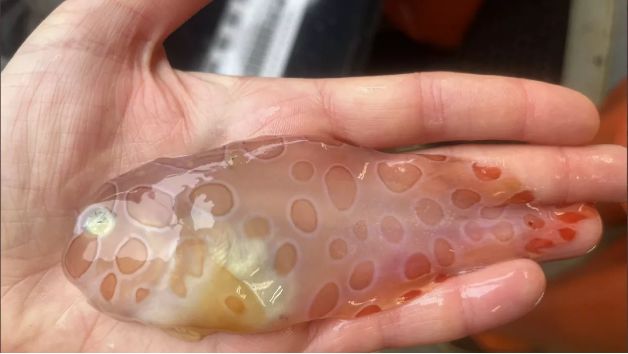Cientistas encontram peixe transparente raríssimo em expedição no Alasca