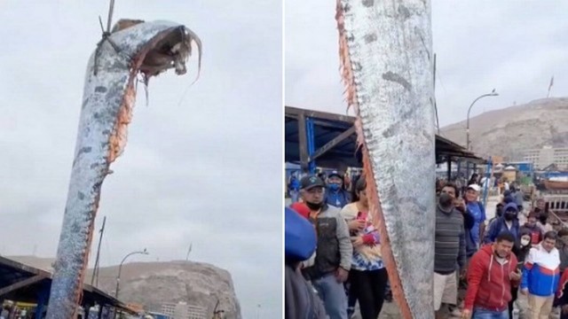 Peixe-remo colossal de mais de 5,8 metros é pescado na costa do Chile, e moradores temem terremoto próximo