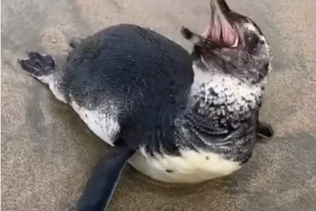 Pinguim assustado e ferido é resgatado em praia de Guarujá