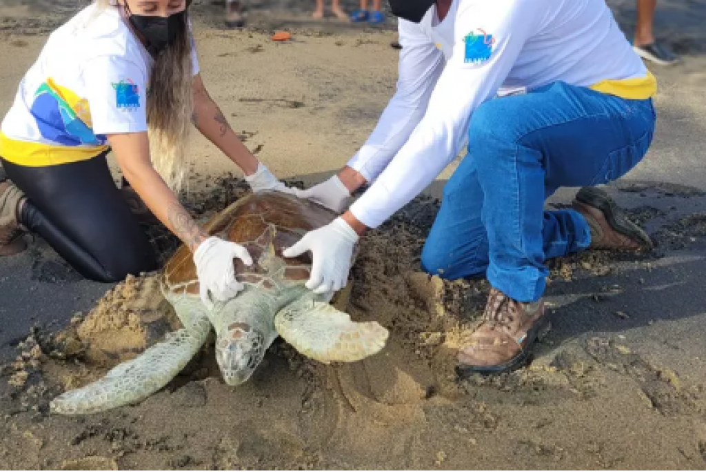 Tartaruga-verde resgatada em 2021 é devolvida ao mar em Ilhabela