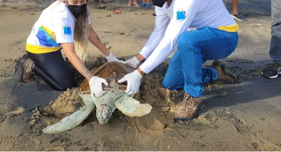 Tartaruga-verde resgatada em 2021 é devolvida ao mar em Ilhabela