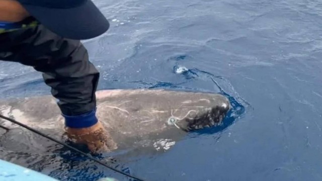 Tubarão que chega a viver mais de 400 anos é visto pela primeira vez no Caribe