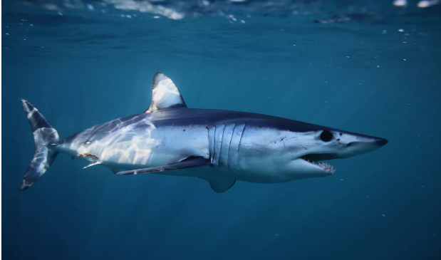 Tubarão mais rápido do mundo é visto pela 1ª vez em 10 anos na Espanha