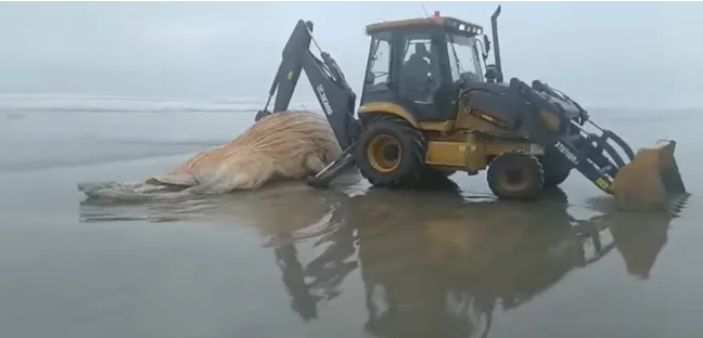 Baleia jubarte de 6,5 metros aparece morta e é enterrada em praia no litoral de SP