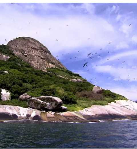 Baleia jubarte é encontrada morta em ilha de São Sebastião