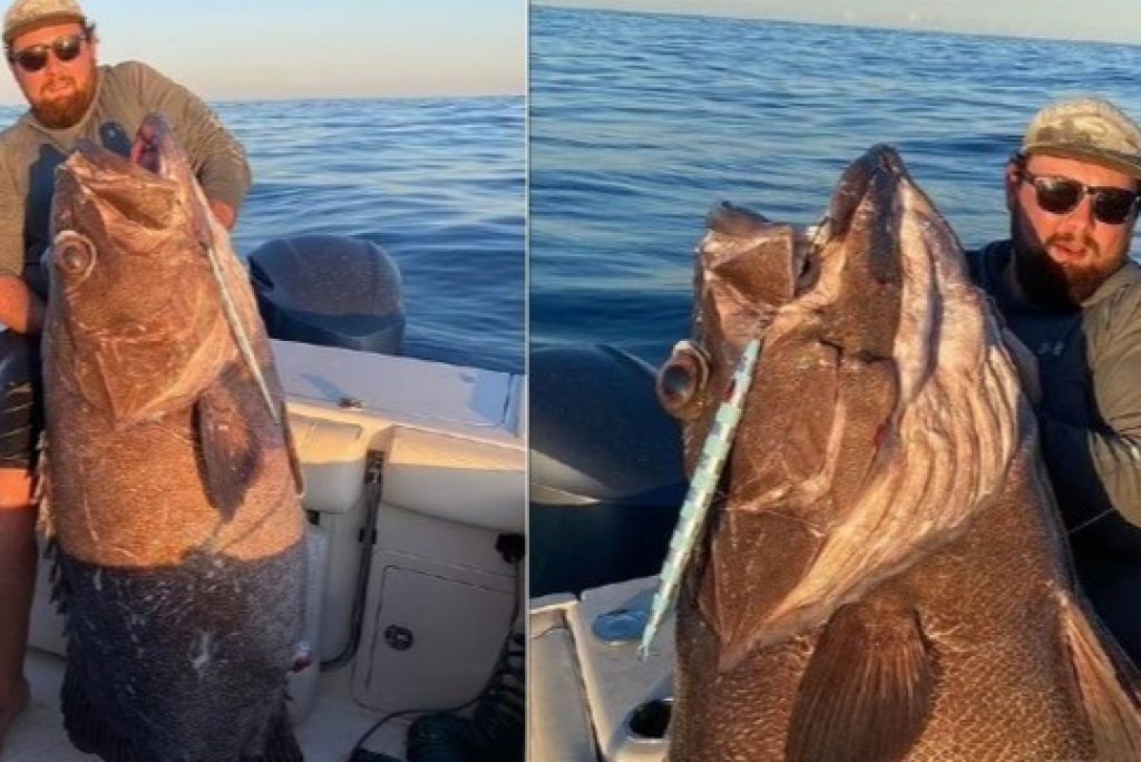Pescador fisga peixe de 80kg e 1,75m de comprimento, na Austrália