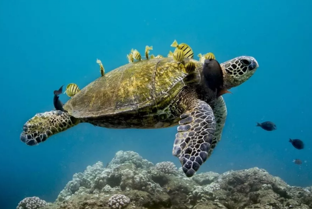 Temperaturas mais elevadas nos EUA fazem com que quase todas as tartarugas marinhas sejam fêmeas