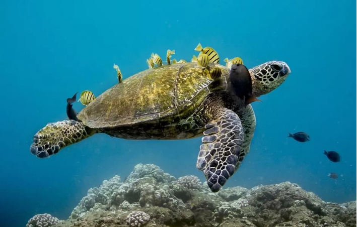 Temperaturas mais elevadas nos EUA fazem com que quase todas as tartarugas marinhas sejam fêmeas