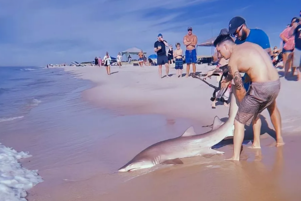 Homem pega tubarão com as mãos e o arrasta para areia de praia nos EUA; veja vídeo