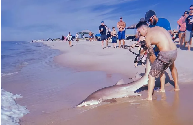 Homem pega tubarão com as mãos e o arrasta para areia de praia nos EUA; veja vídeo