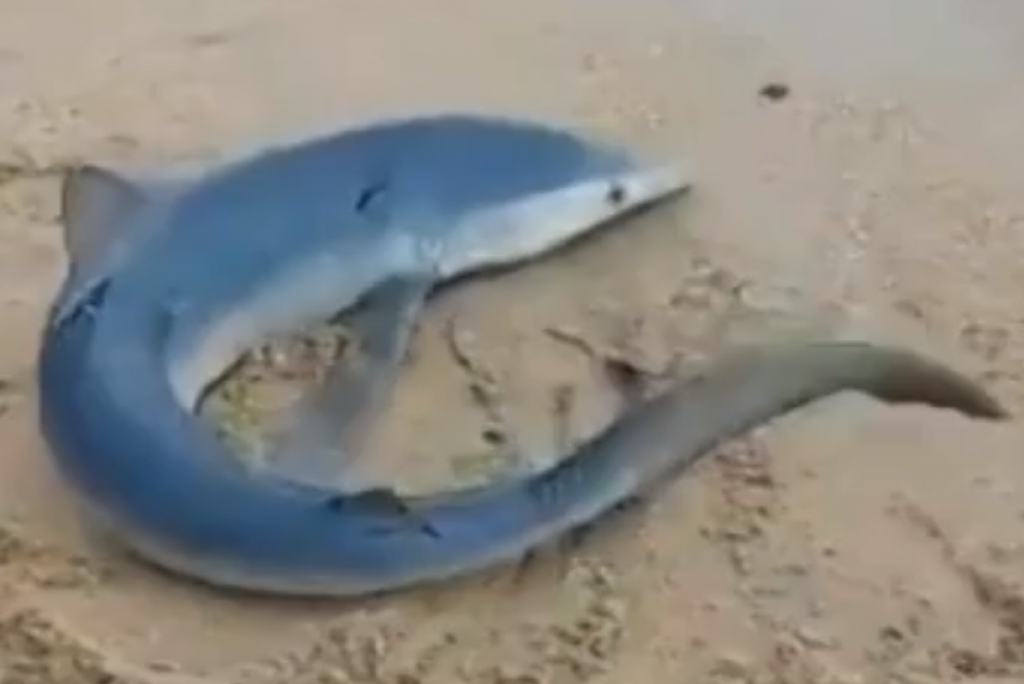Tubarão é visto na orla de praia em Ilhabela; vídeo