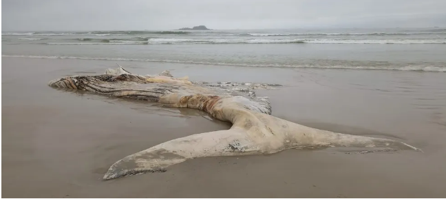 Carcaça de baleia jubarte é encontrada no litoral de SP