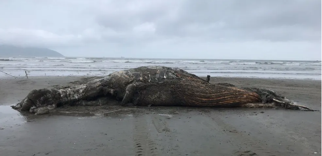 Baleia de 9 metros é encontrada em estado avançado de decomposição no litoral de SP