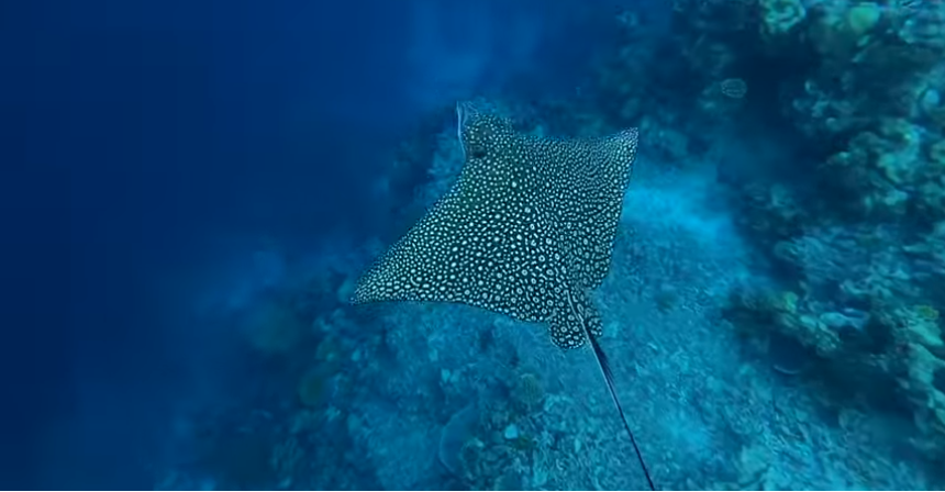 Cientistas descobrem ecossistema a 500 metros de profundidade nas Maldivas