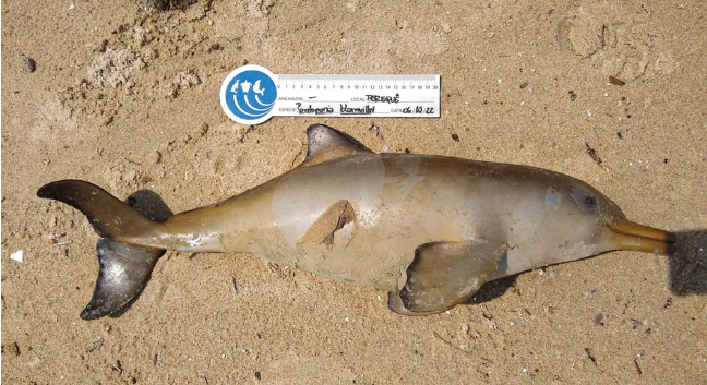 Em 15 dias, 24 golfinhos da espécie mais ameaçada de extinção são encontrados mortos em praias do litoral de SP