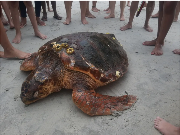 Tartaruga-cabeçuda de 90 kg aparece morta em praia de Bertioga