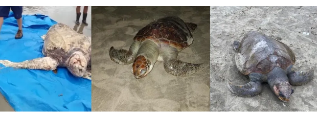 Três tartarugas são encontradas mortas em Praia Grande