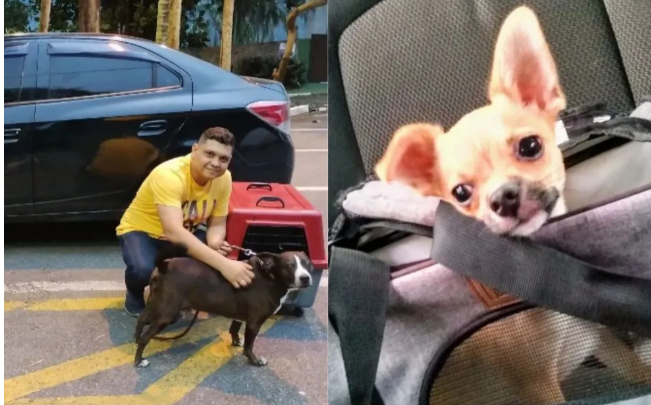 Motorista vira taxidog para unir paixão por pets e alta demanda por transporte de animais no litoral de SP