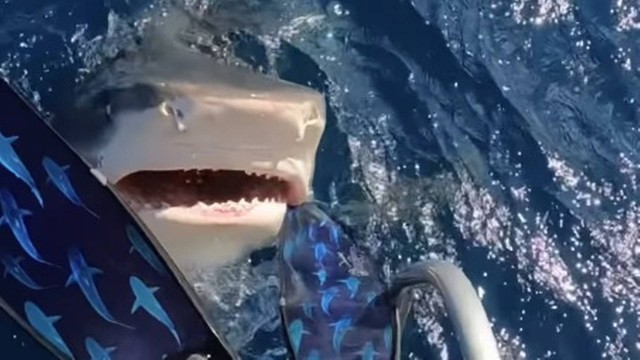 Mergulhadora escapa de mordida de tubarão, no Havaí; veja vídeo