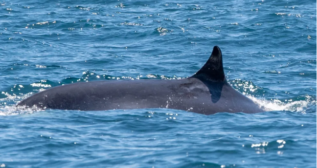 Grupo de baleias-de-bryde é visto caçando em Ilhabela