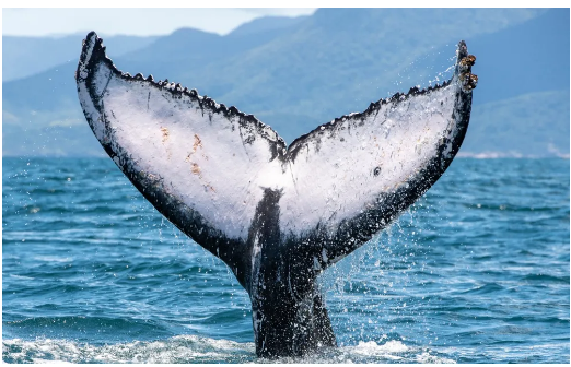 Fora de temporada, baleia-jubarte aparece em Ilhabela e surpreende pesquisador