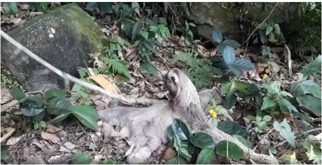 Bicho-preguiça é resgatado por banhistas em Caraguatatuba